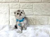 Scottish Fold Silver Erkek Topaç Kafa 2 Aylık