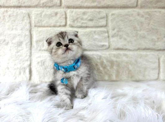 Scottish Fold Silver Erkek Topaç Kafa 2 Aylık