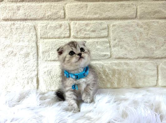 Scottish Fold Silver Erkek Topaç Kafa 2 Aylık görsel
