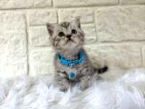 British Shorthair Silver Erkek 2  aylık Oyuncu Yavrumuz