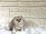 British Longhair Silver Dişi 2 Aylik