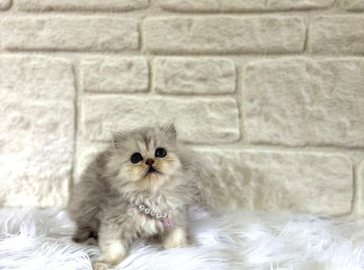 British Longhair Silver Dişi 2 Aylik görsel