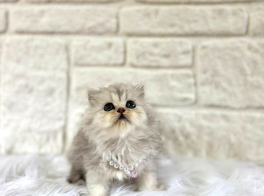 British Longhair Silver Dişi 2 Aylik