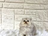 British Longhair Silver Dişi 2 Aylik