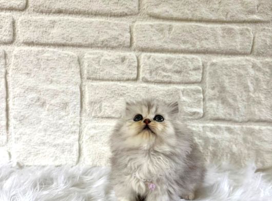 British Longhair Silver Dişi 2 Aylik görsel