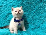 British Shorthair Point Erkek Enerjik Yavrumuz