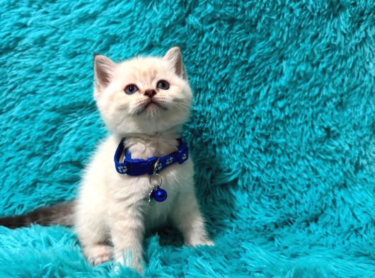 British Shorthair Point Erkek Enerjik Yavrumuz görsel