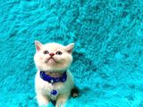 British Shorthair Point Erkek Enerjik Yavrumuz