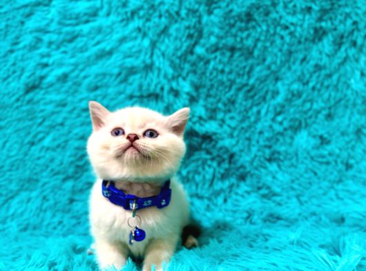 British Shorthair Point Erkek Enerjik Yavrumuz