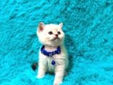 British Shorthair Point Erkek Enerjik Yavrumuz