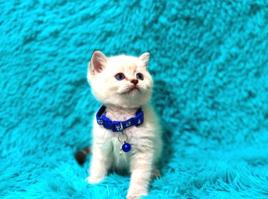 British Shorthair Point Erkek Enerjik Yavrumuz görsel