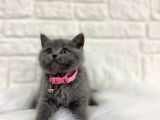 British Shorthair Gri 2 Aylık Dişi