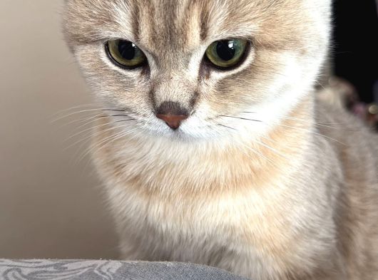 Erkek British Short Hair görsel
