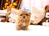 A Kalite Maltipoo Yavrularımız
