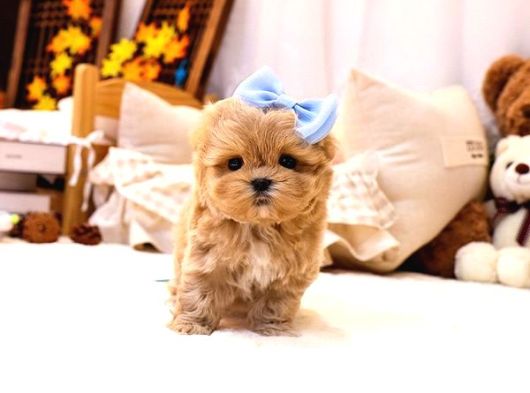 A Kalite Maltipoo Yavrularımız görsel