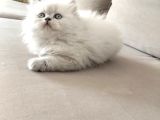 Mükemmel a kalite british longhair yavrularımız