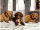 MİNİ BOY MALTIPOO ERKEK YAVRULARIM