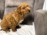 POODLE TÜY YAPISINDA MALTIPOO OĞLUMUZ