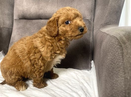 Poodle Tüy Yapisinda Maltipoo Oğlumuz