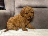 MİNİ BOY MALTIPOO ERKEK YAVRUMUZ