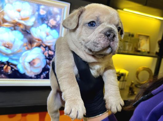 Egzoti̇k French Bulldog Yavrularim Hari̇ka Renkler Ve Anatomi̇