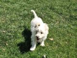 Dişi Maltese terrier köpeğimiz yeni sahibini arıyor