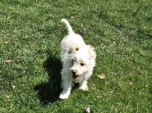 Dişi Maltese Terrier Köpeğimiz Yeni Sahibini Arıyor