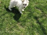 Dişi Maltese Terrier Köpeğimiz Yeni Sahibini Arıyor