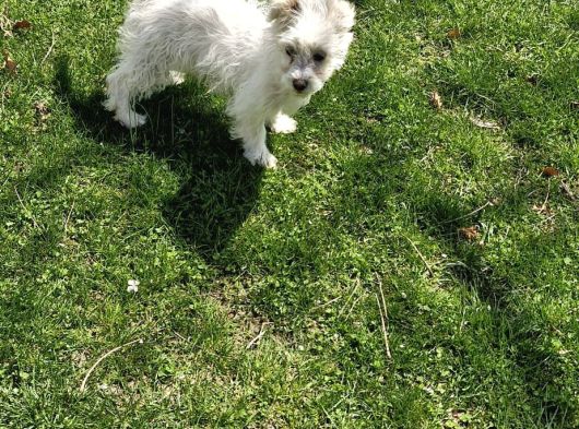 Dişi Maltese Terrier Köpeğimiz Yeni Sahibini Arıyor görsel