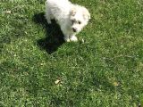 Dişi Maltese Terrier Köpeğimiz Yeni Sahibini Arıyor