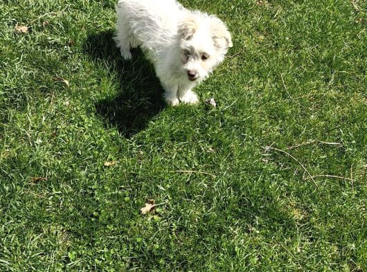 Dişi Maltese Terrier Köpeğimiz Yeni Sahibini Arıyor görsel