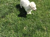 Dişi Maltese Terrier Köpeğimiz Yeni Sahibini Arıyor