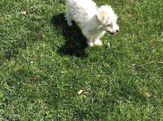 Dişi Maltese Terrier Köpeğimiz Yeni Sahibini Arıyor görsel