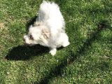 Dişi Maltese Terrier Köpeğimiz Yeni Sahibini Arıyor