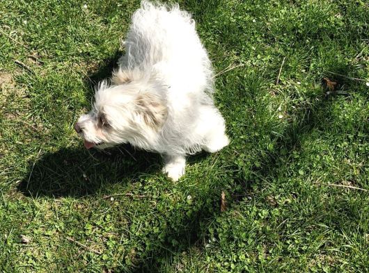 Dişi Maltese Terrier Köpeğimiz Yeni Sahibini Arıyor görsel