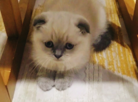 Tatlimi Tatli Top Kafa Scoti̇shler görsel