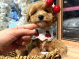 Mağazamızdan Maltipoo ufak boy Yavrularımız