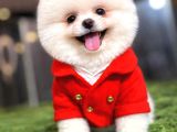 Bakanlık Onaylı Mağazamızdan Ayı Surat Pomeranian Boo Yavrul