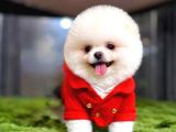 Bakanlık onaylı Mağazamızdan Ayı Surat pomeranian Boo yavrul