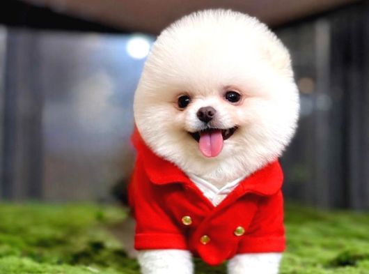 Bakanlık Onaylı Mağazamızdan Ayı Surat Pomeranian Boo Yavrul