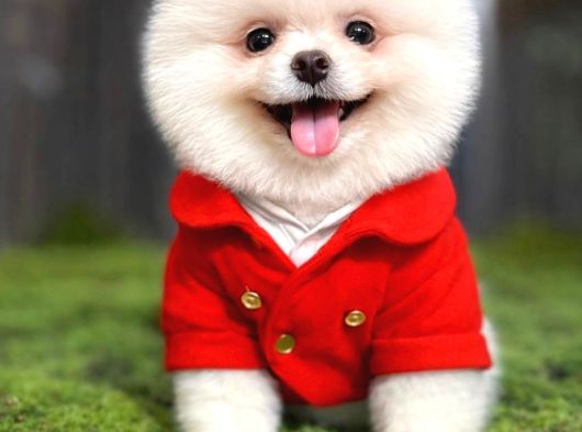 Bakanlık Onaylı Mağazamızdan Ayı Surat Pomeranian Boo Yavrul görsel