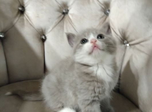 Her Renk Her Ci̇ns Yavru Bakmadan Geçme görsel