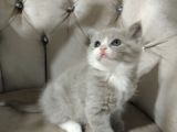 HER RENK HER CİNS YAVRU BAKMADAN GEÇME