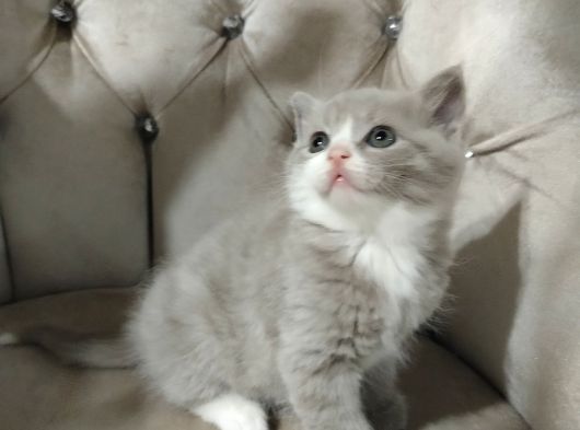 Her Renk Her Ci̇ns Yavru Bakmadan Geçme