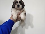 Shihit Tzu  Yavrular
