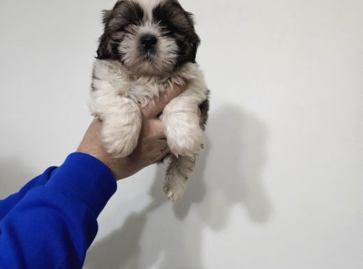Shihit Tzu  Yavrular görsel