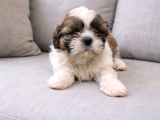 Shihit Tzu  Yavrular