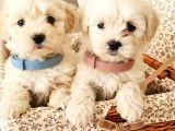 Maltese Bebisler