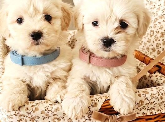 Maltese Bebisler görsel
