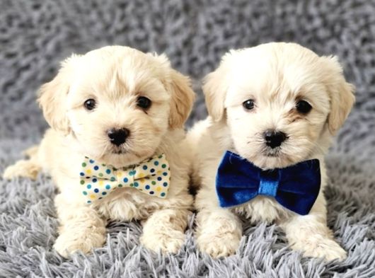 Maltese Bebisler